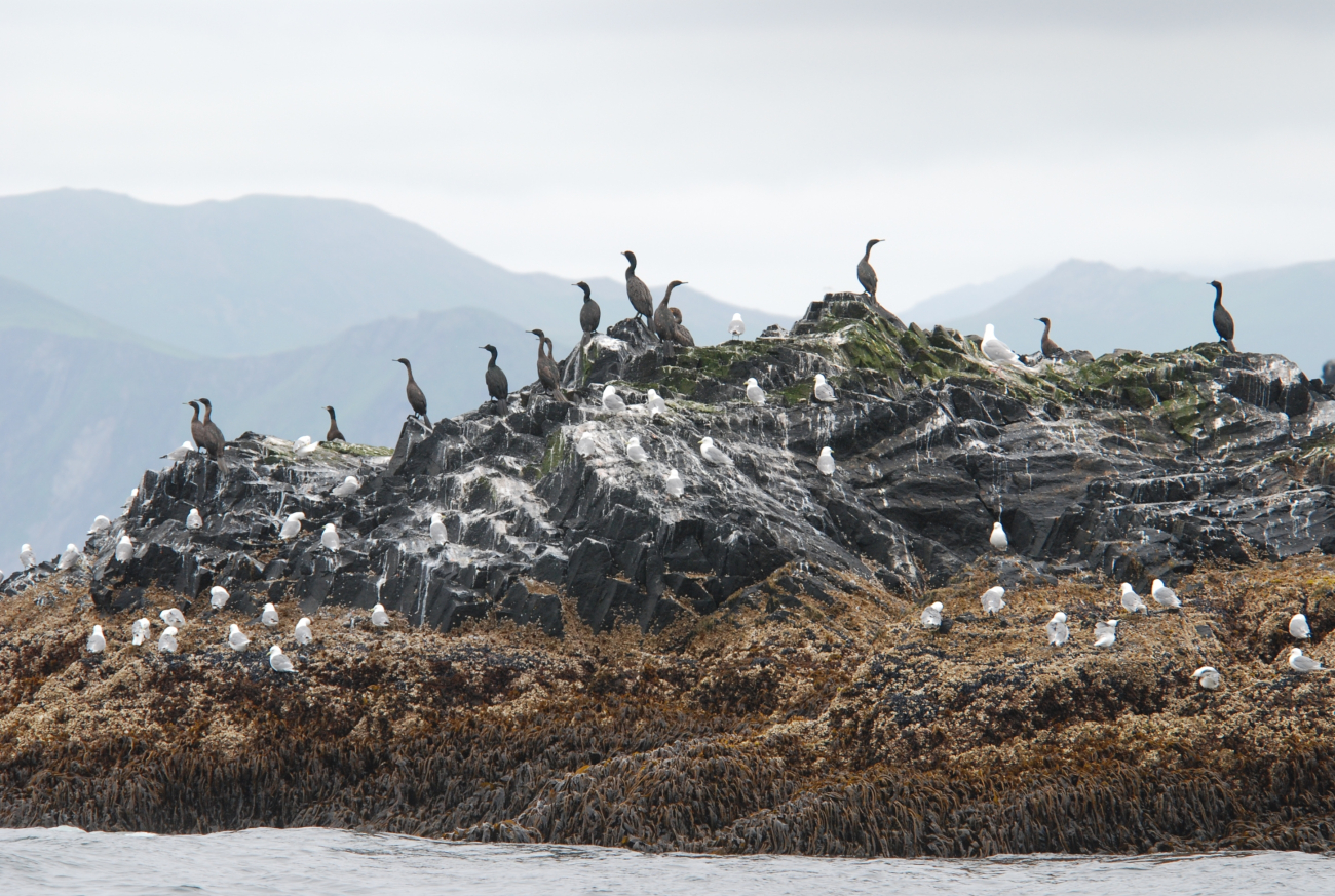 Cormorants and kittiwakes on an offshore rock