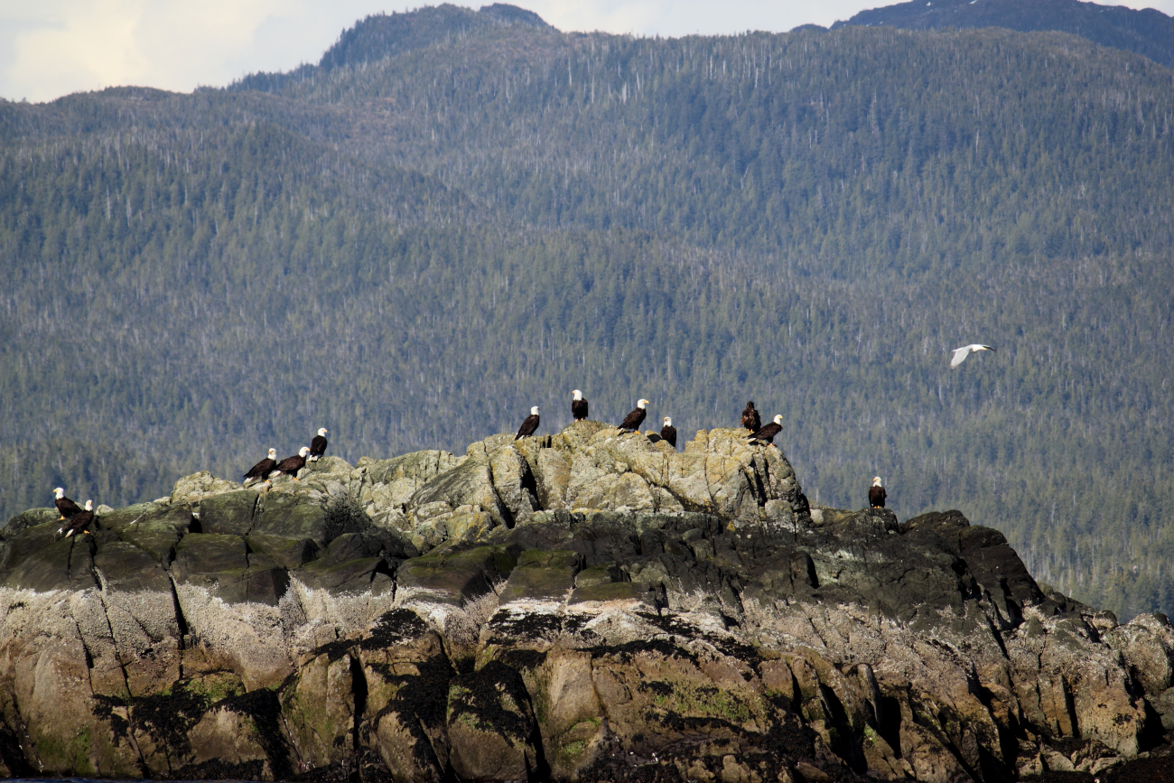 Bald eagles on an offshore rock