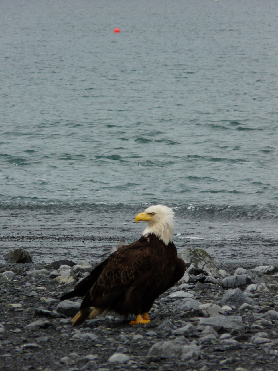 Bald eagle on the beach