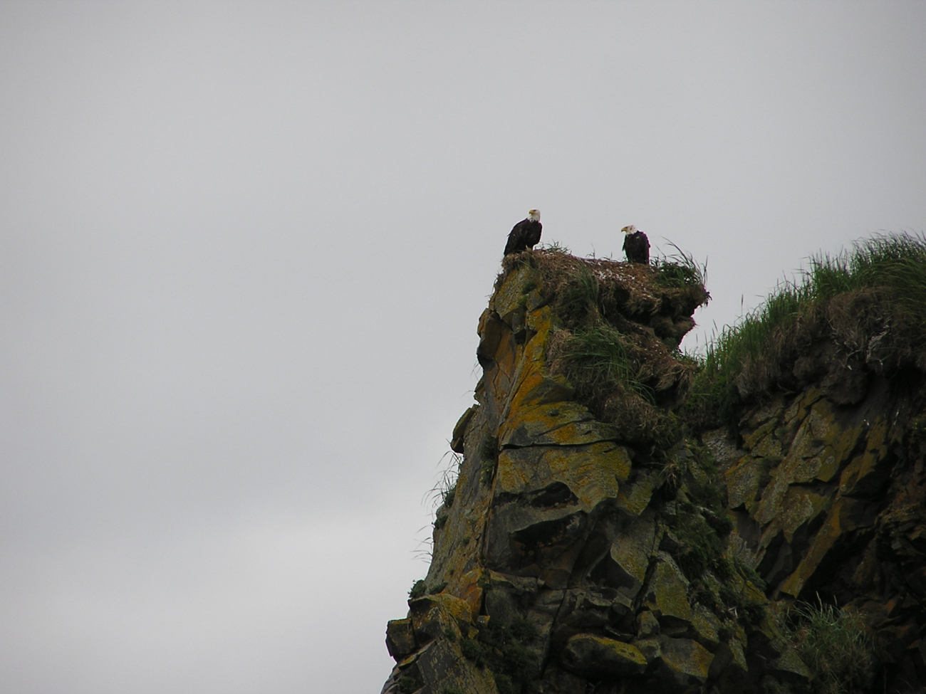 Bald eagles at the edge of a cliff