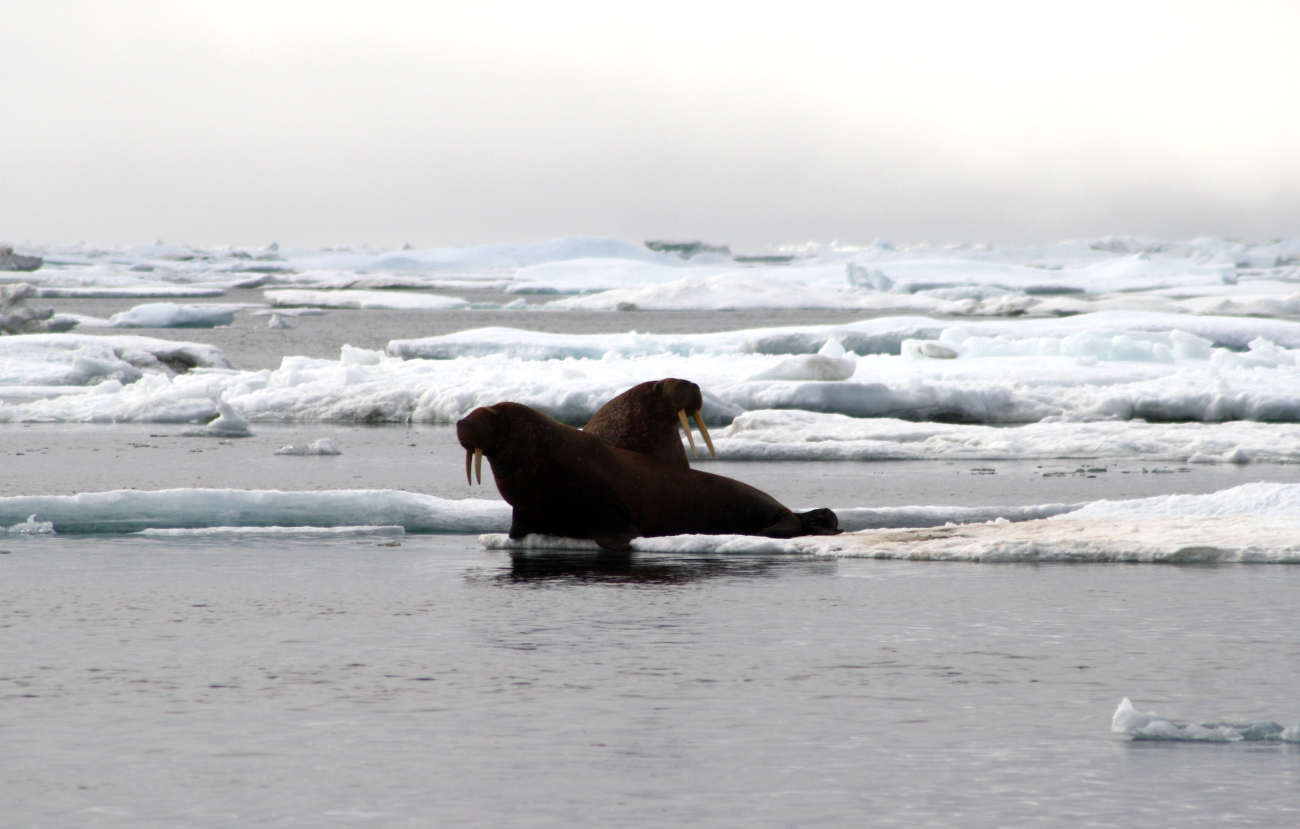 Two walrus on an ice floe