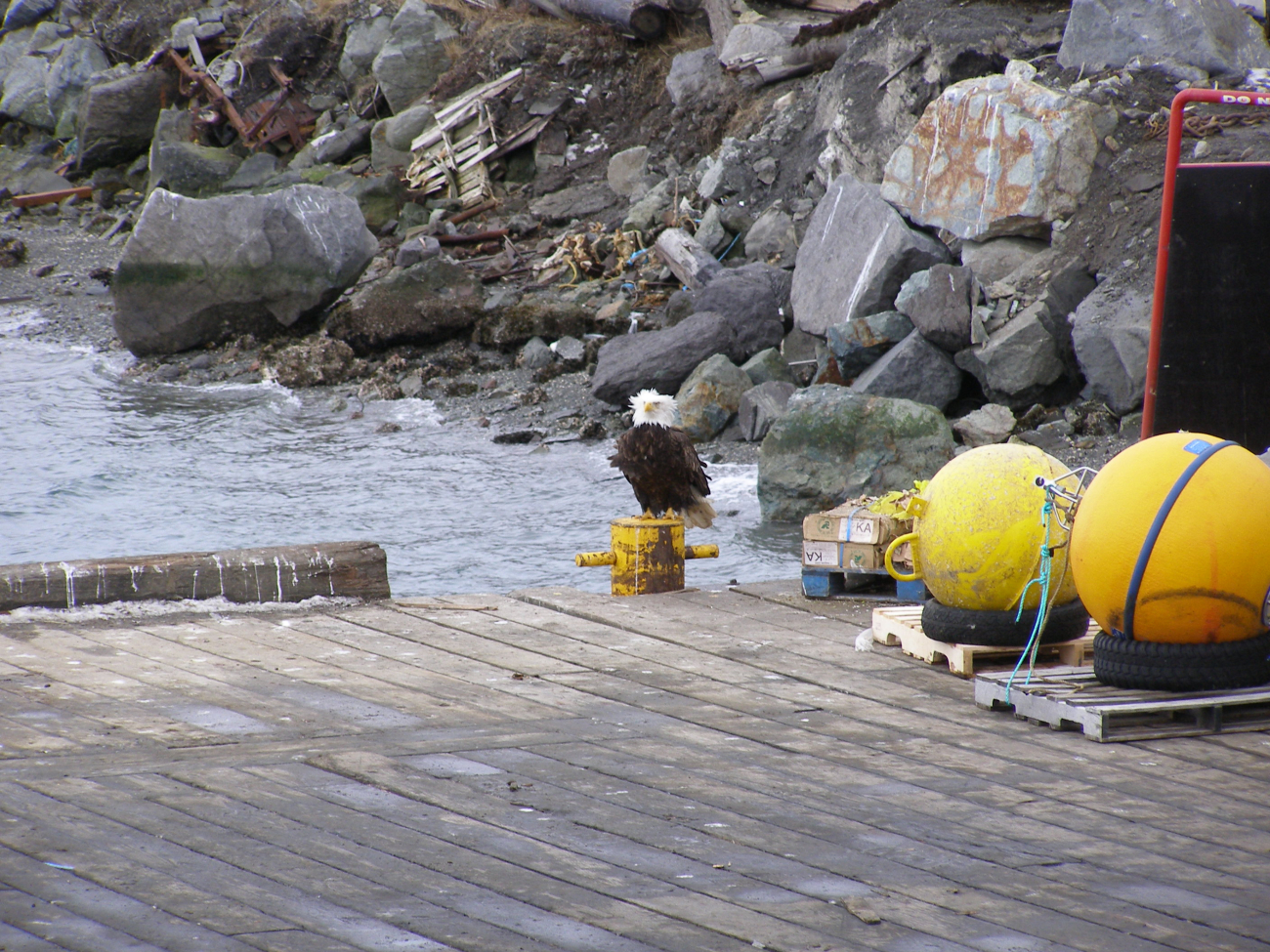 Bald eagle on pier looking like it has its feathers ruffled a bit