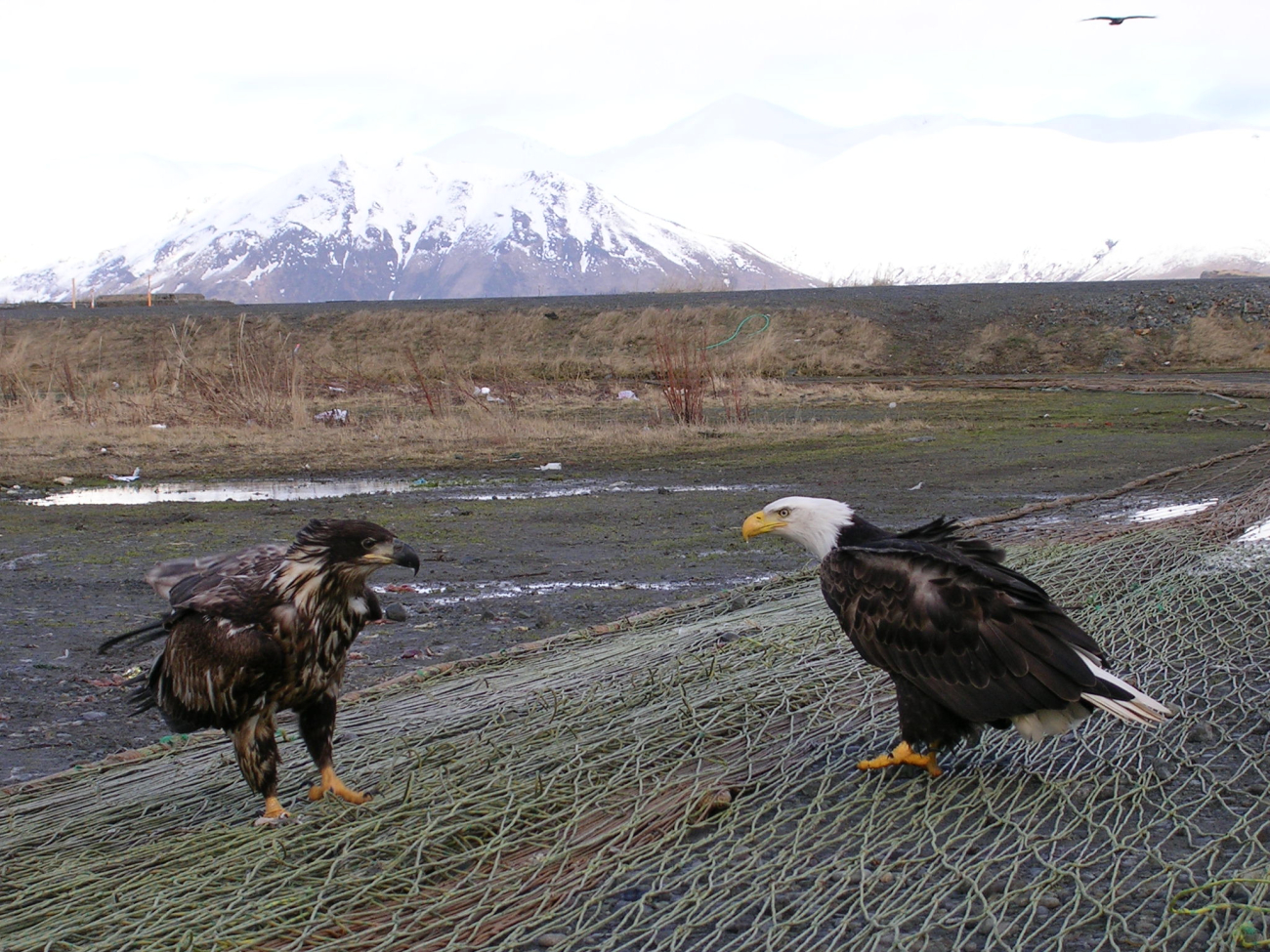 Mature bald eagle and young bald eagle scavenging the left overs onnets left out to dry