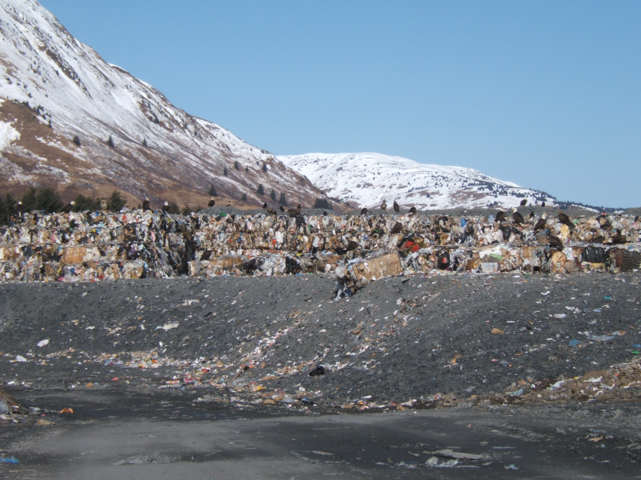 Eagles at the dump on Kodiak Island