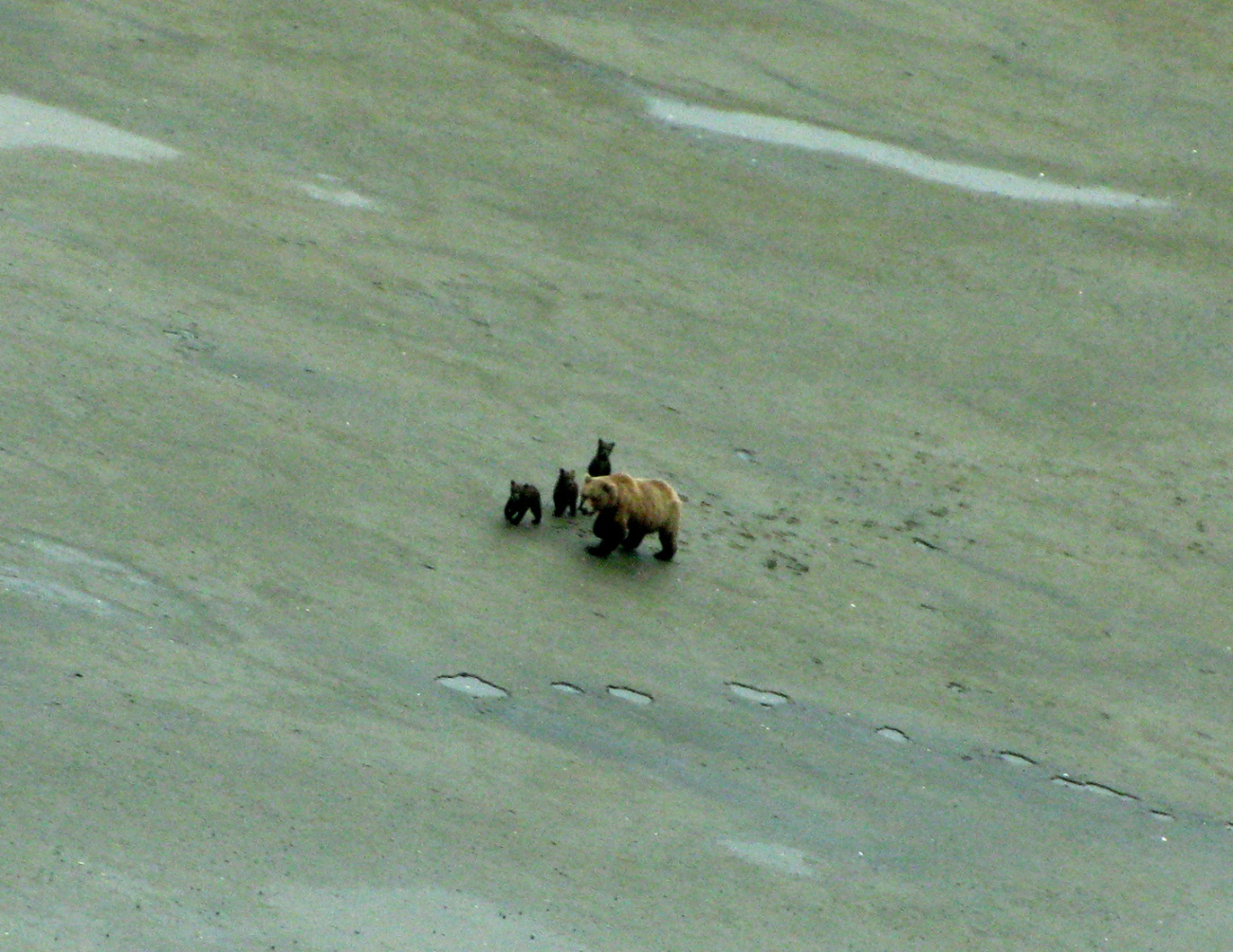 Mother brown bear with three cubs