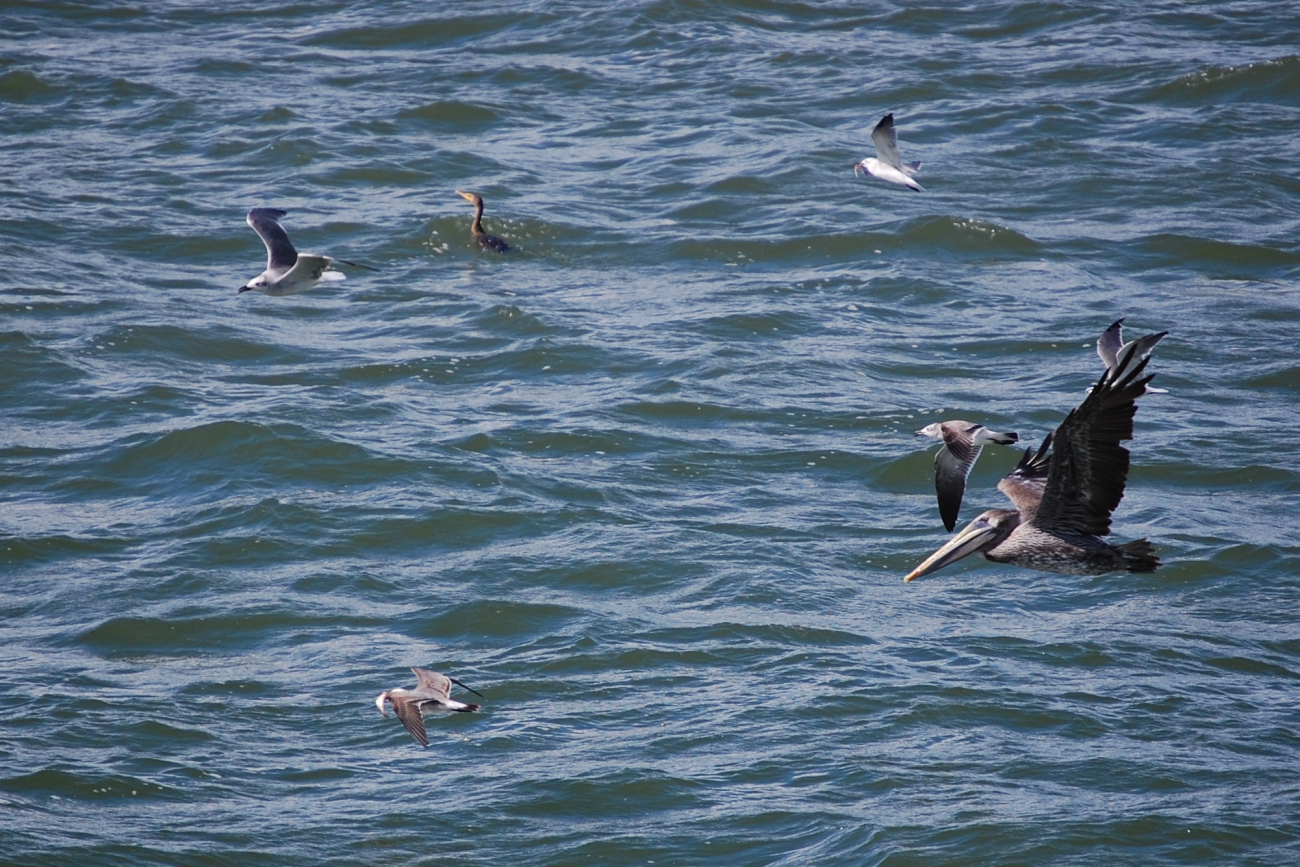 Pelican in flight with smaller marine birds with fish dinners
