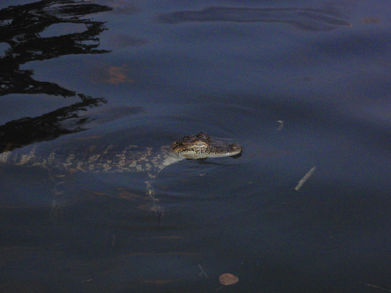 Medium-sized American alligator