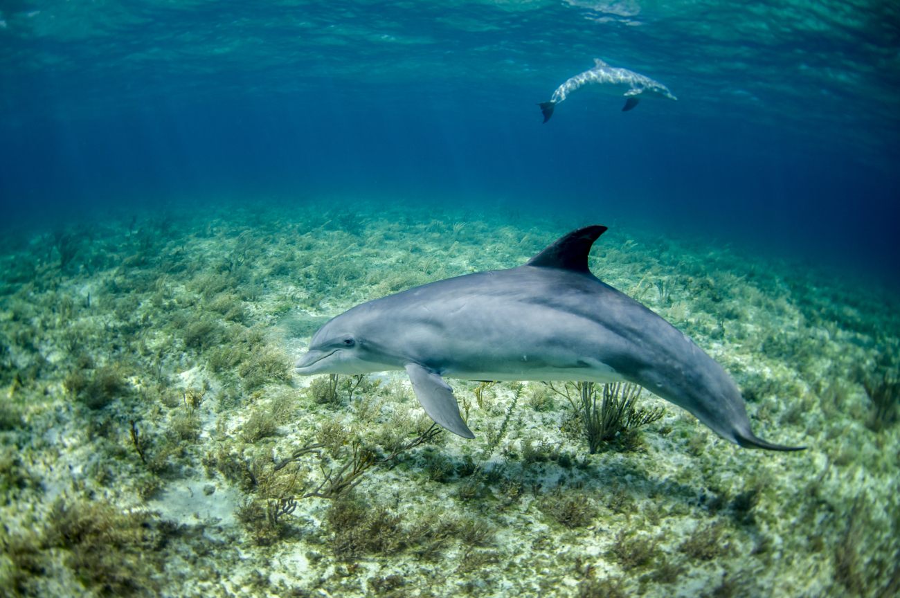 A pair of dolphin