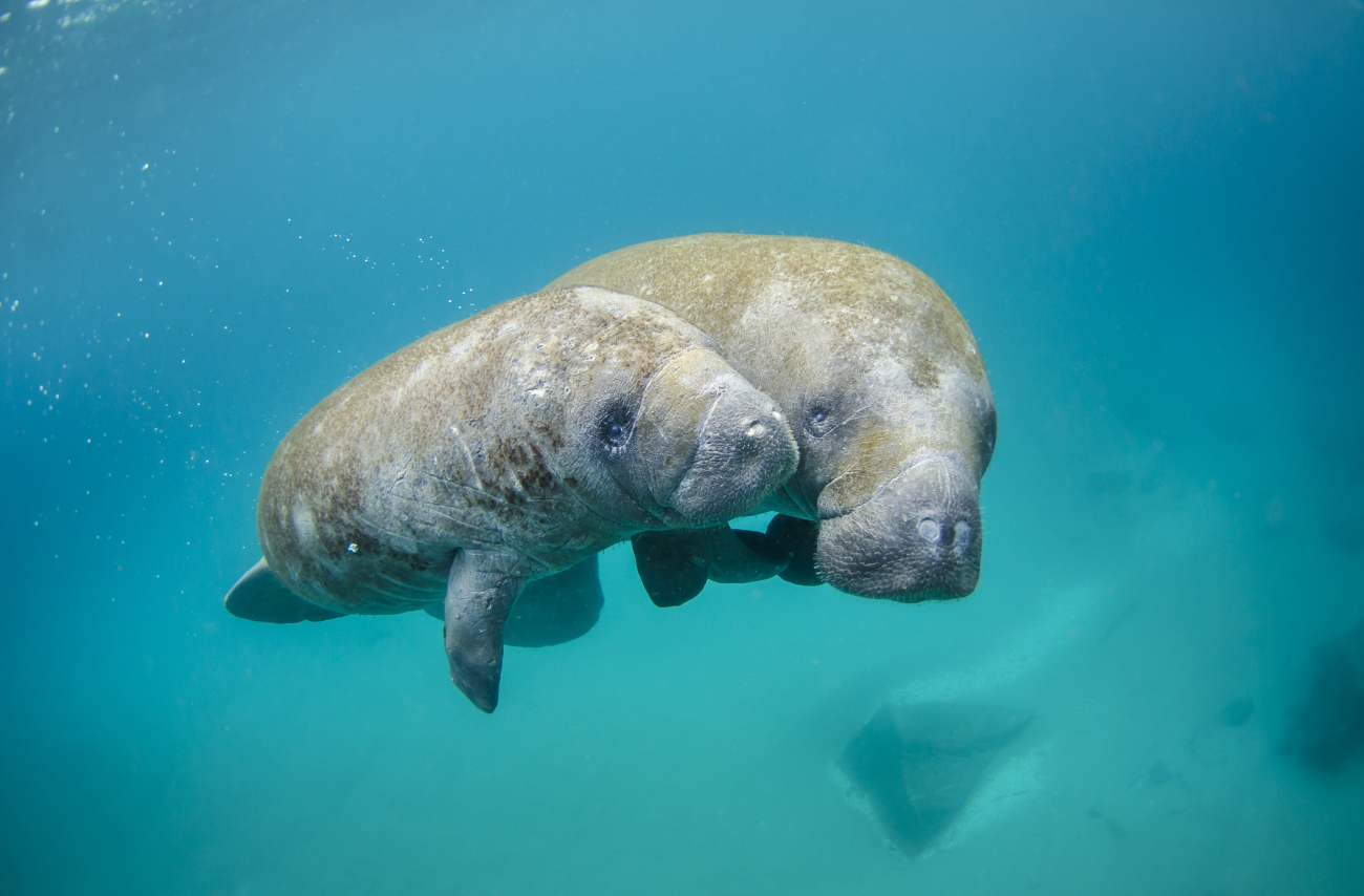 Mother manatee and calf swimming out of the inlet