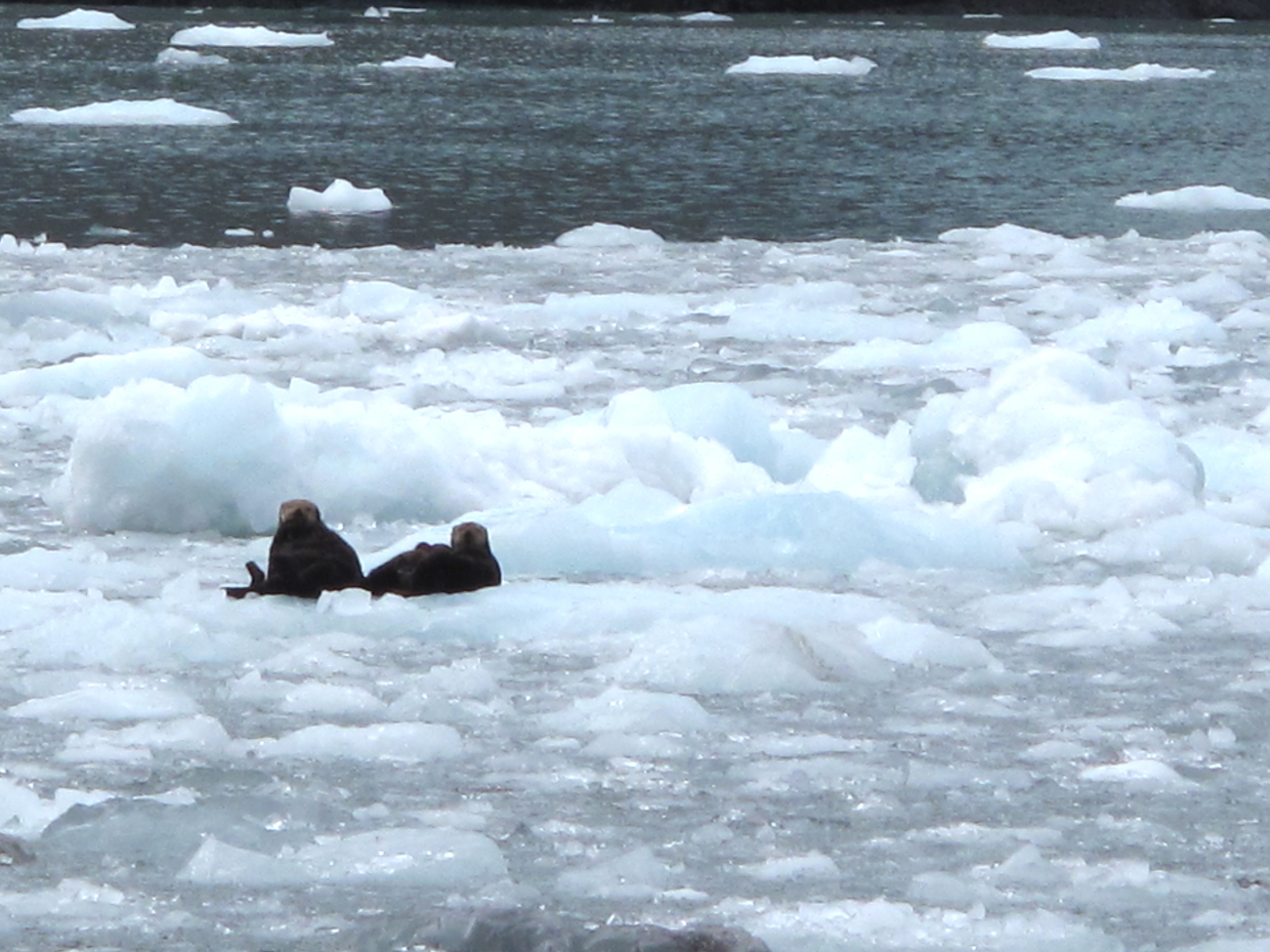 Sea otter family on the ice