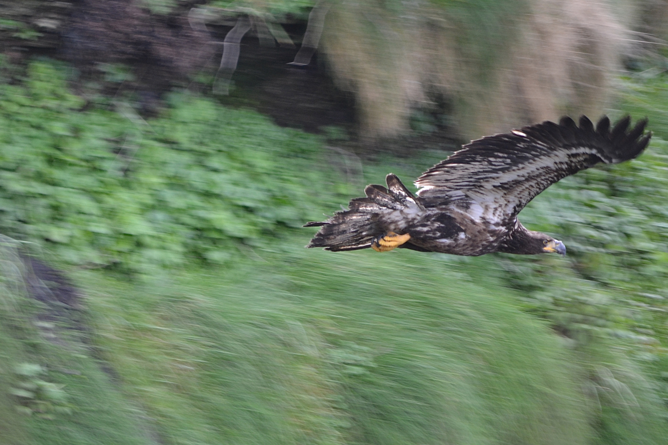 Juvenile bald eagle takes off from a cliff overlooking the Pacific at TatooshIsland