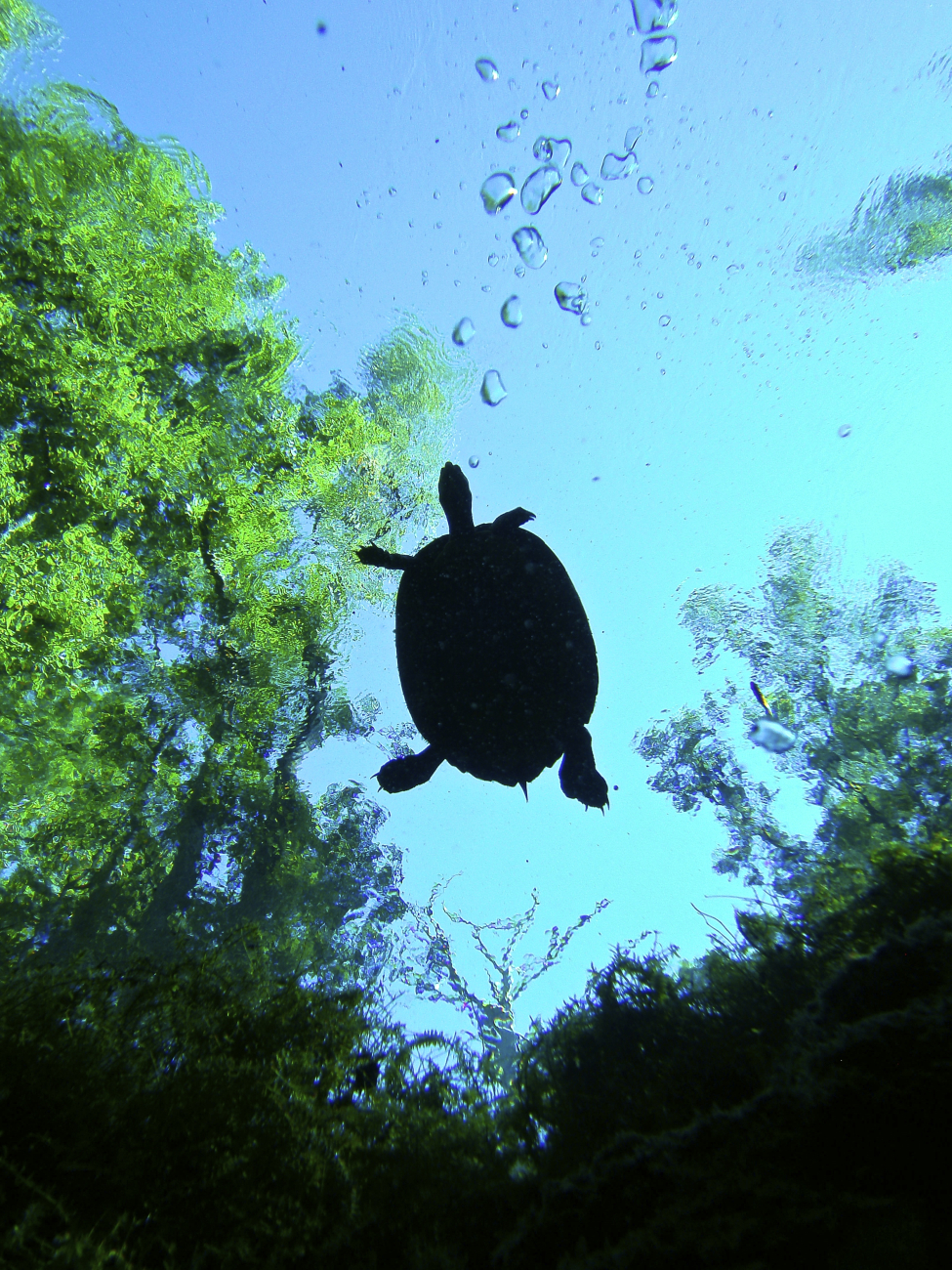 Turtles can fly - a turtle soars overhead of a small spring vent at GilchristBlue Spring