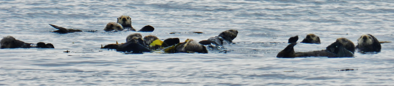 A raft of sea otters