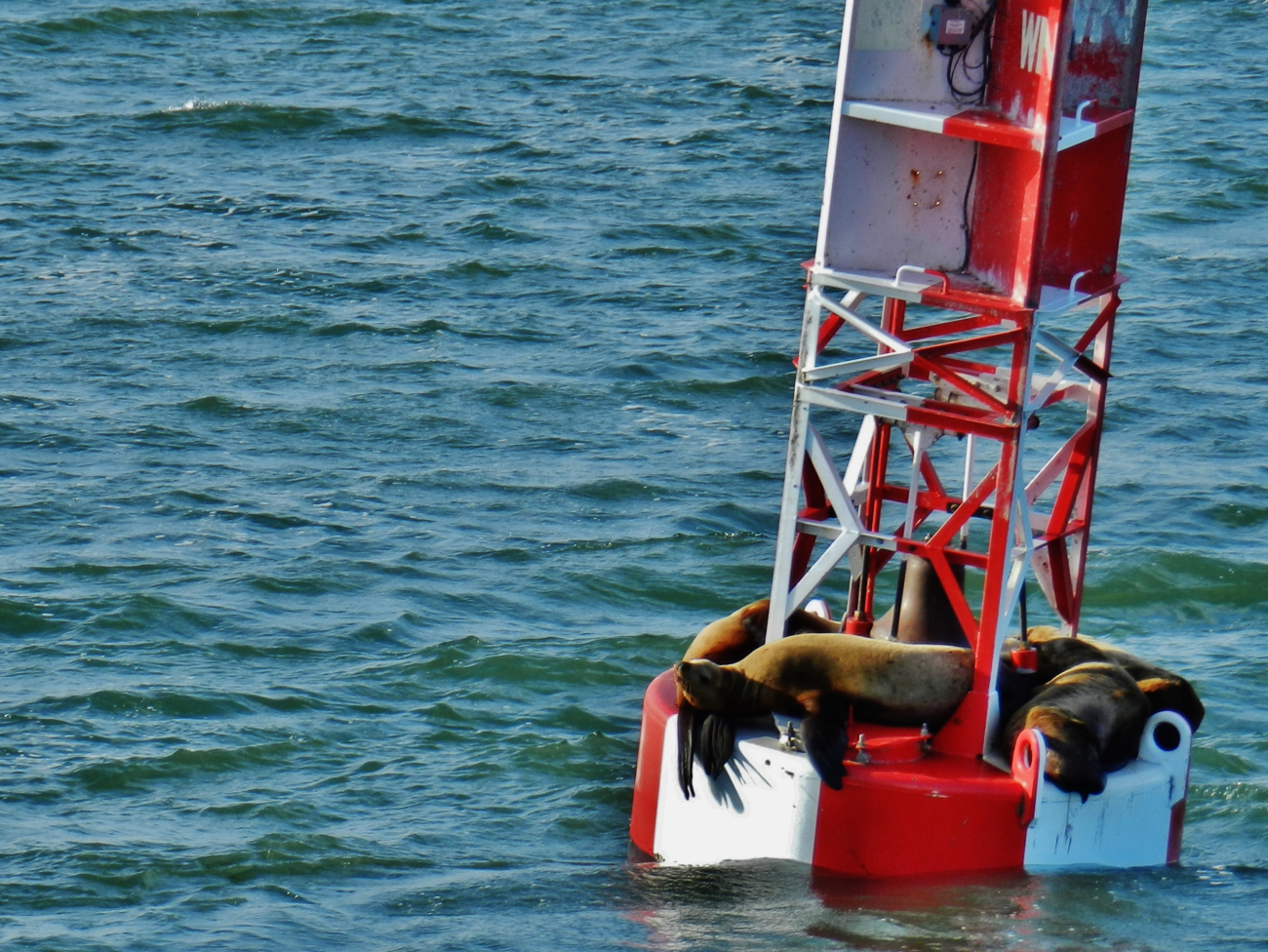 California sea lions hanging out on a buoy