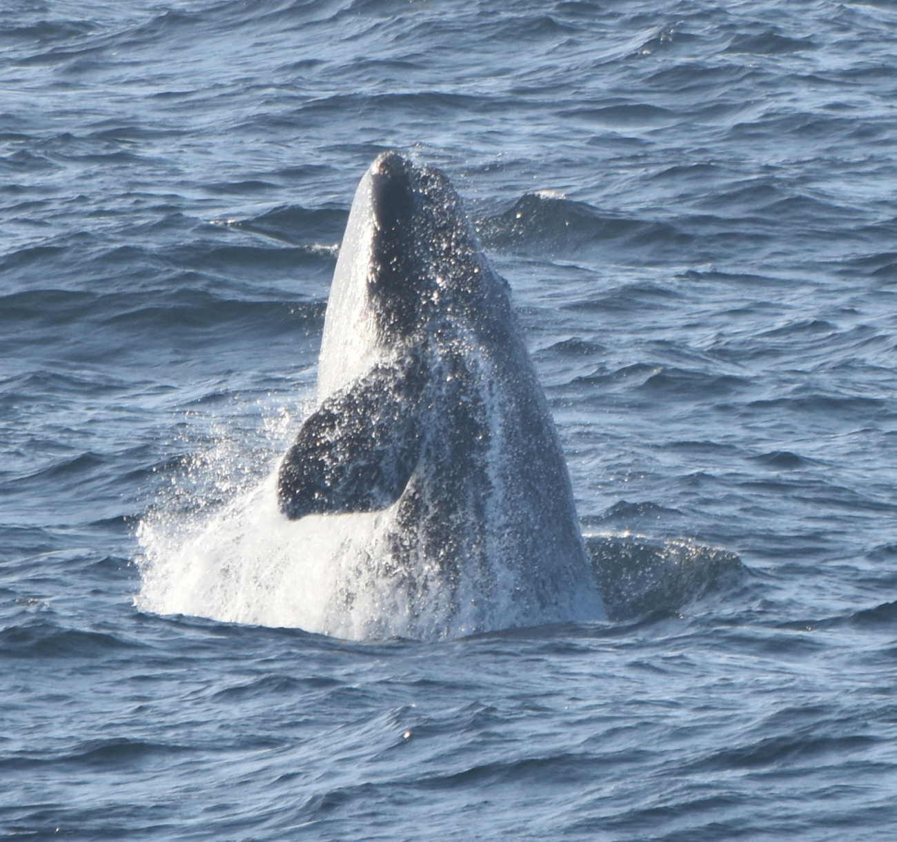 North Atlantic Right Whale breaching
