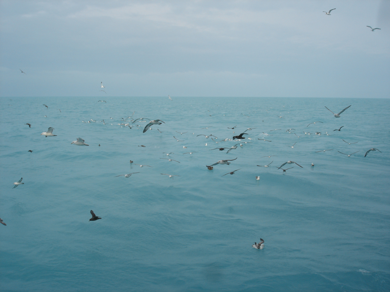 Marine birds waiting for dinner as nets are hauled in on the NOAA Ship OSCARDYSON