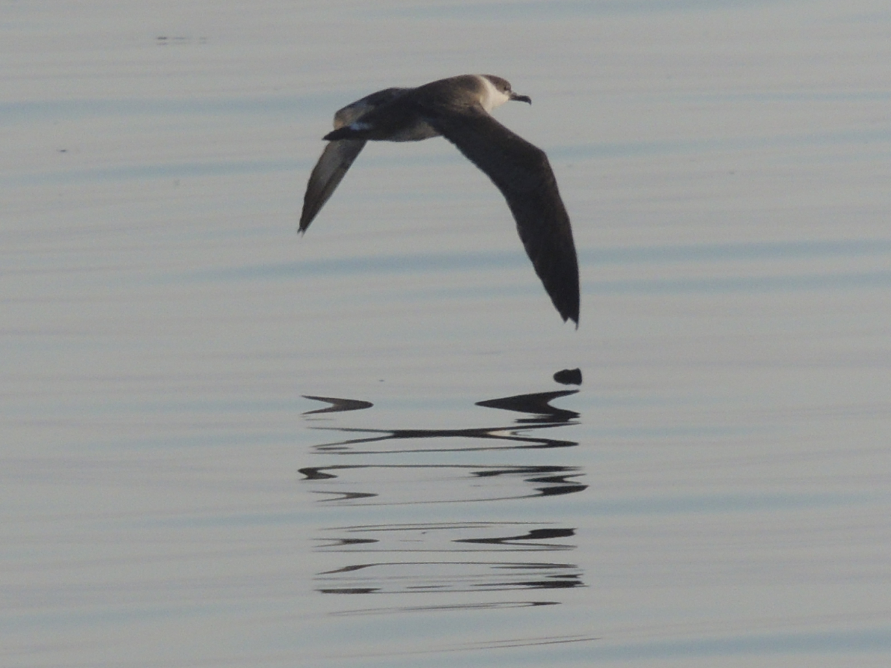 A shearwater in flight