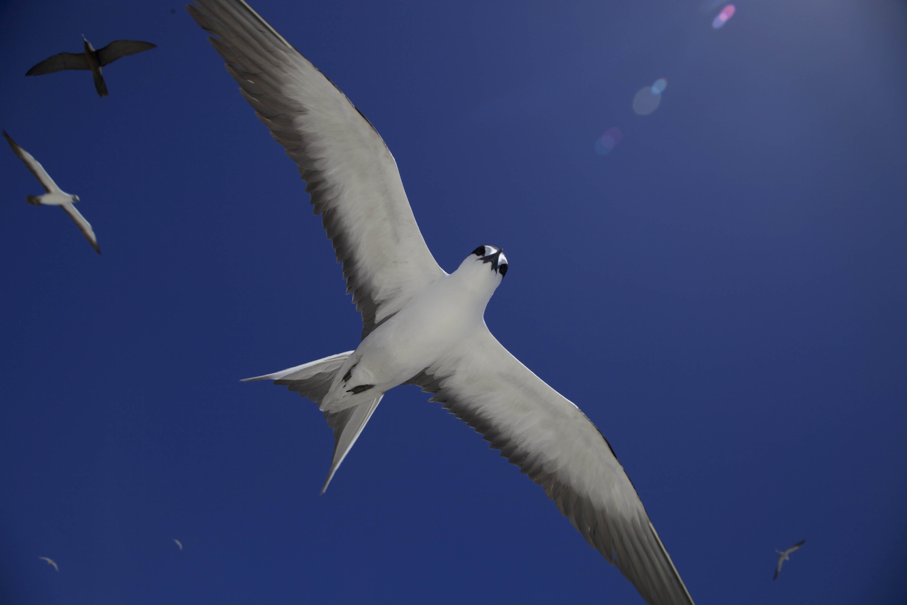 A sooty tern