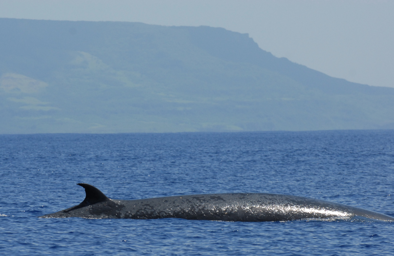 Bryde's whale encountered off Rota