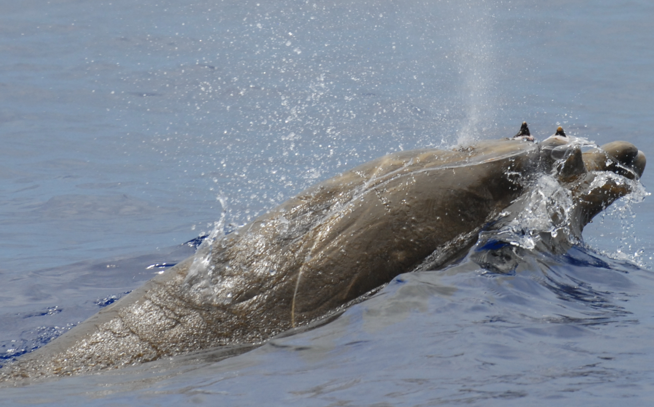 Adult male Blainville's beaked whale