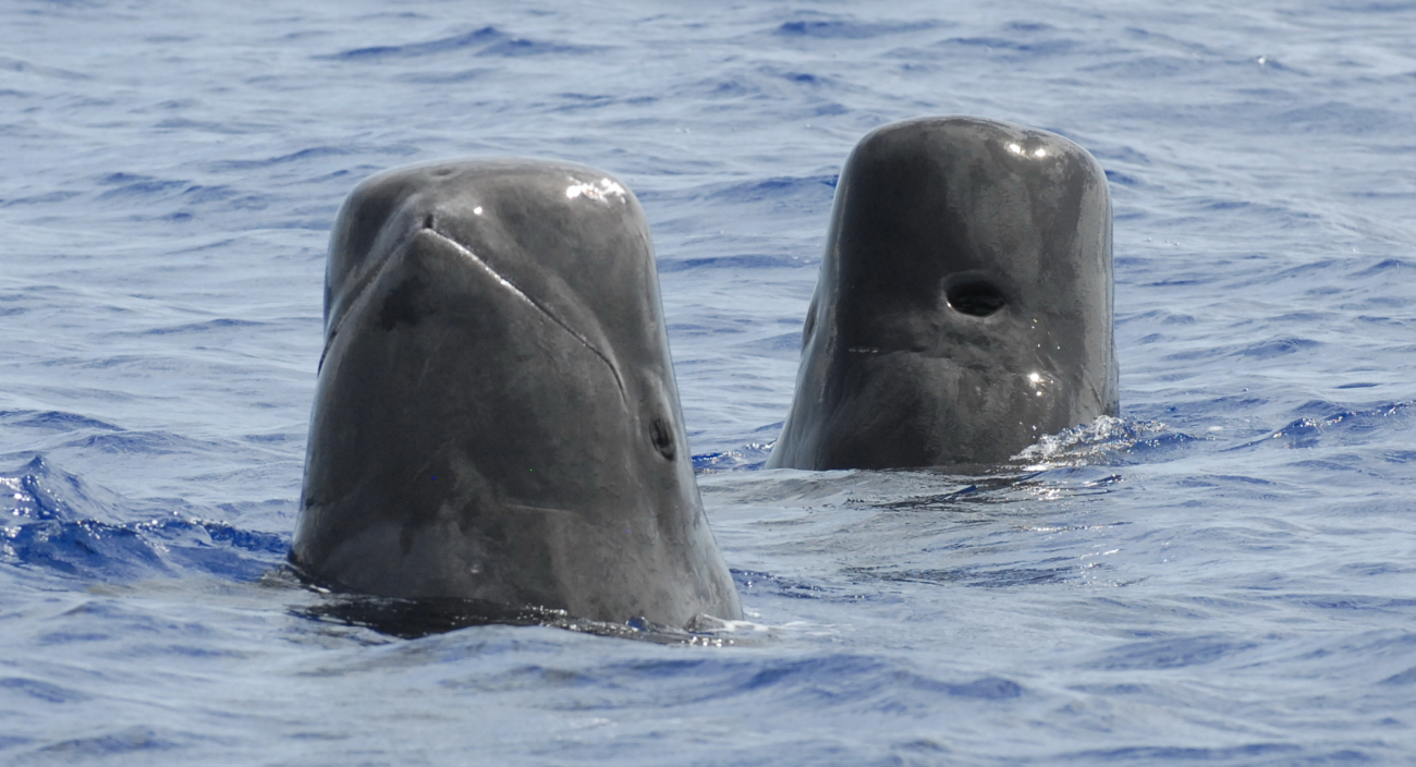 Short-finned pilot whales spy-hopping in the waters off of Guam
