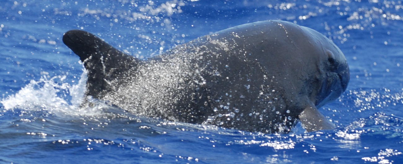False killer whale (Pseudorca crassidens) encountered off the west side ofGuam approximately 8 km from shore