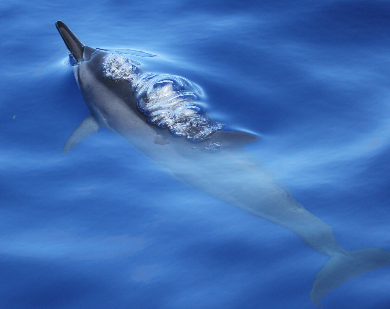 Spinner dolphin at Marpi Reef