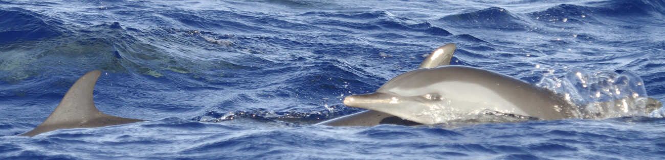 Pantropical spotted dolphins off Guam