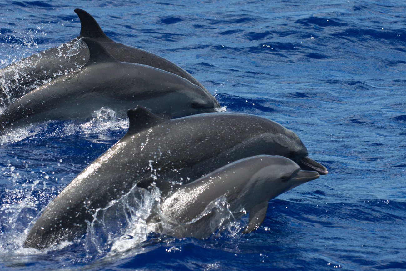 A group of spotted dolphins