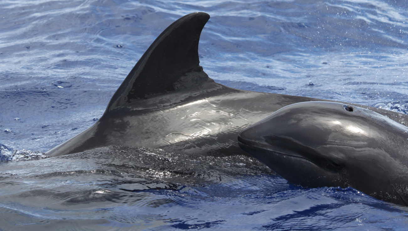 Melon-headed whales encountered 18km off the west side of Saipan