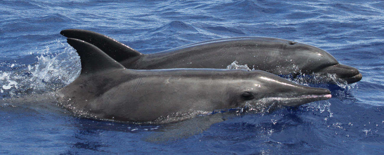 Rough-toothed and bottlenose dolphins off Aguijan