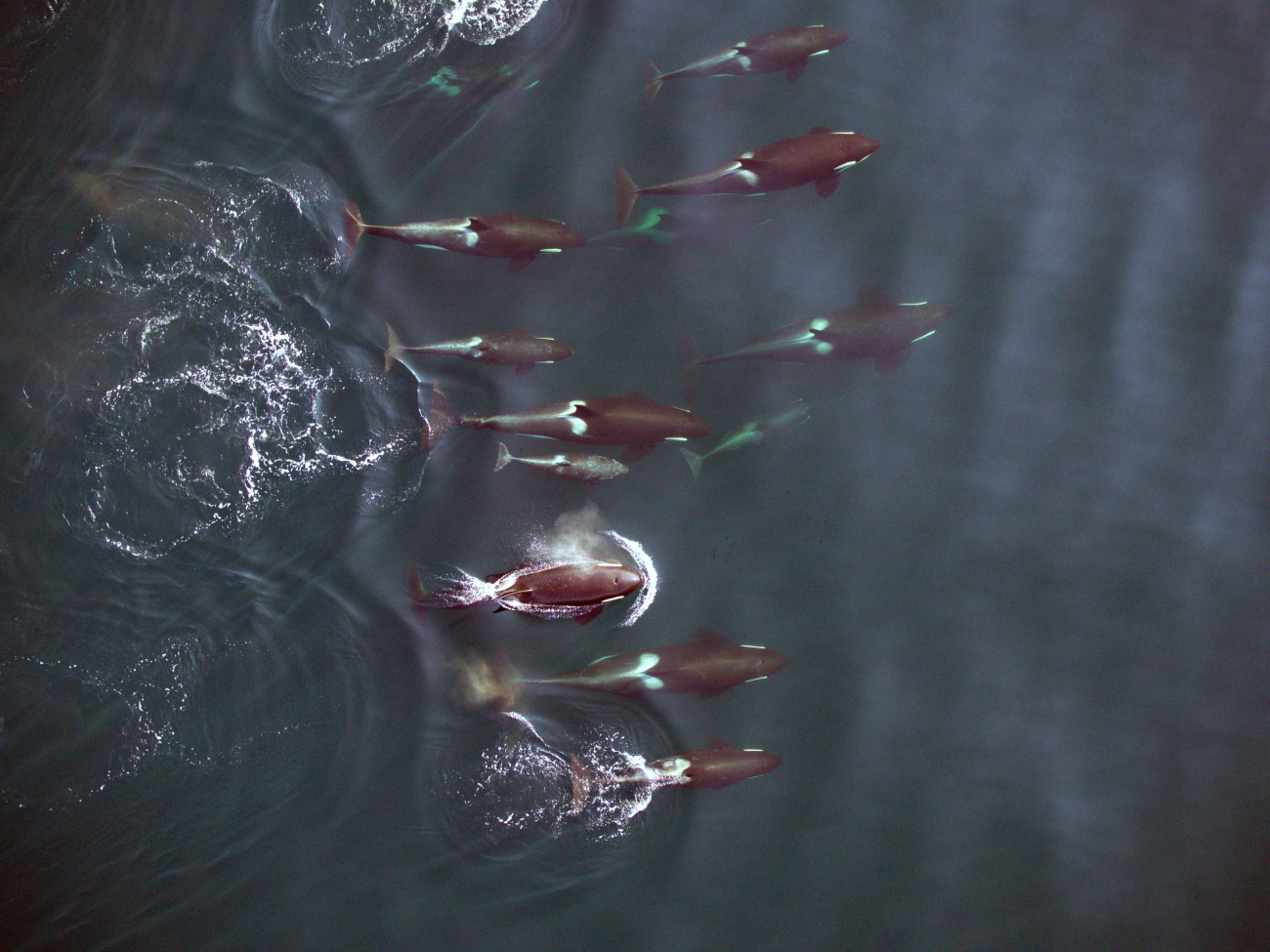 A northern-resident killer whale family as seen from UAV drone