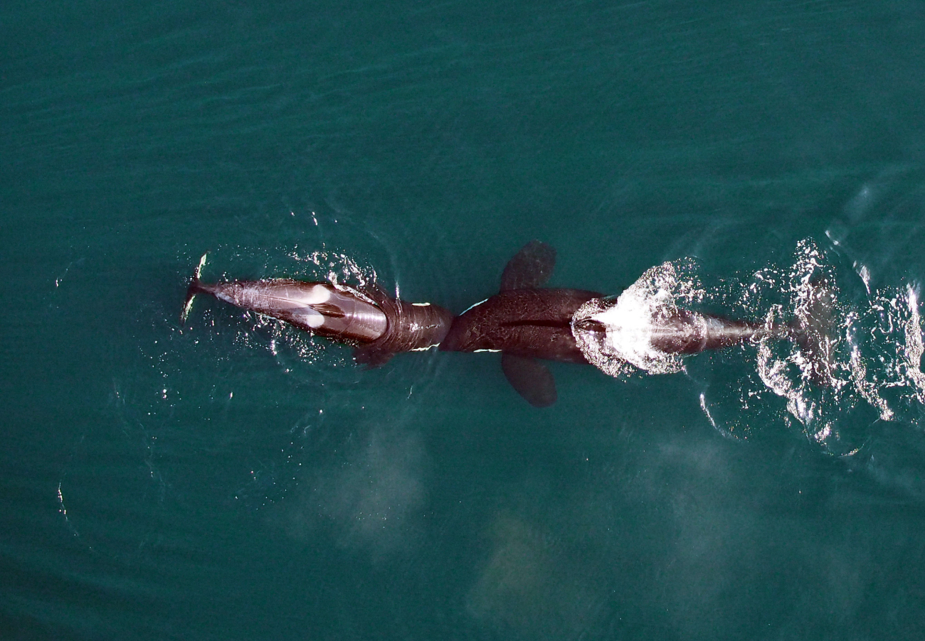 In an exhibit of playful behavior, two killer whales nuzzle head to head as seen from UAV drone