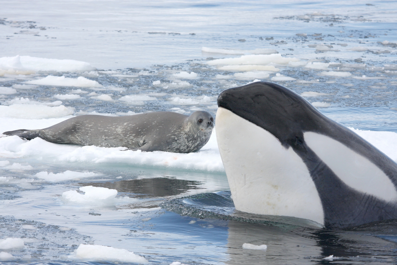 Studying cooperative hunting behavior of killer whales in Antarctic pack ice