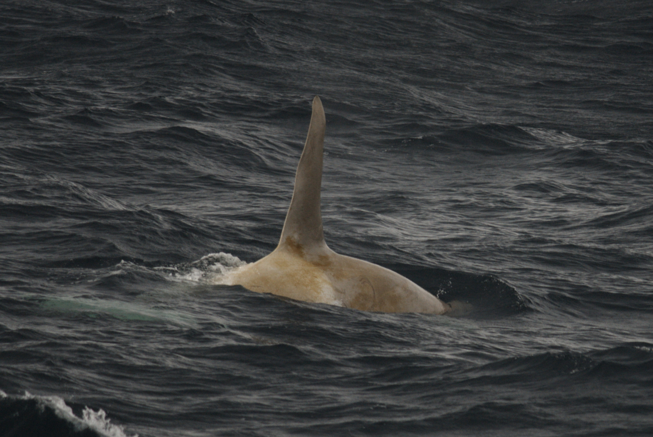 A white killer whale, not a true albino because it retains some darkpigmentation