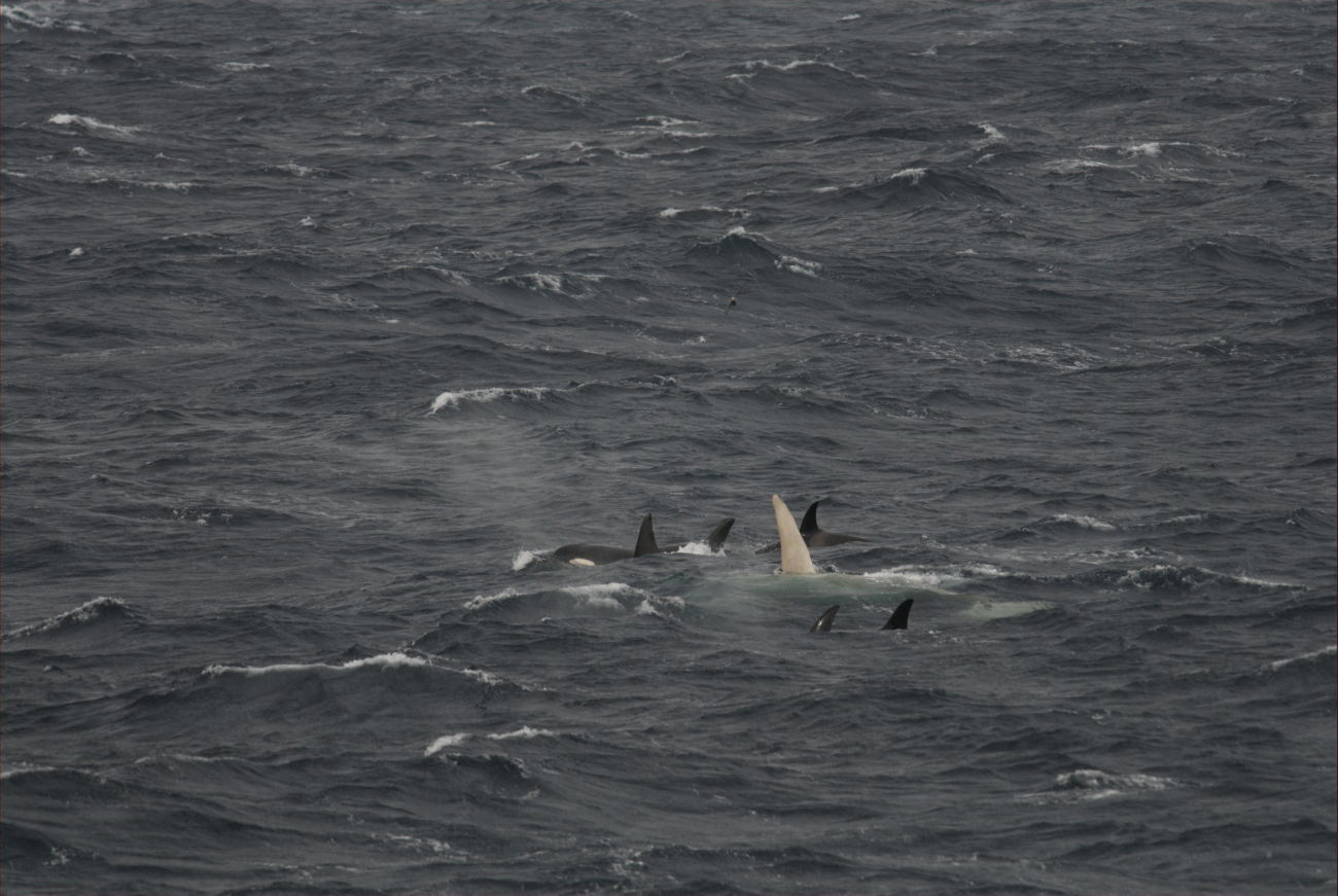 White killer whale with pod off Aleutian Islands