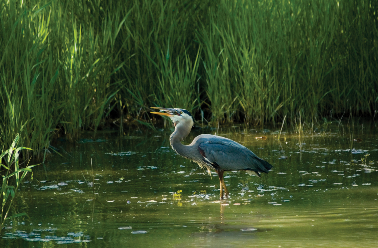 Great blue heron eating fish in salt marsh