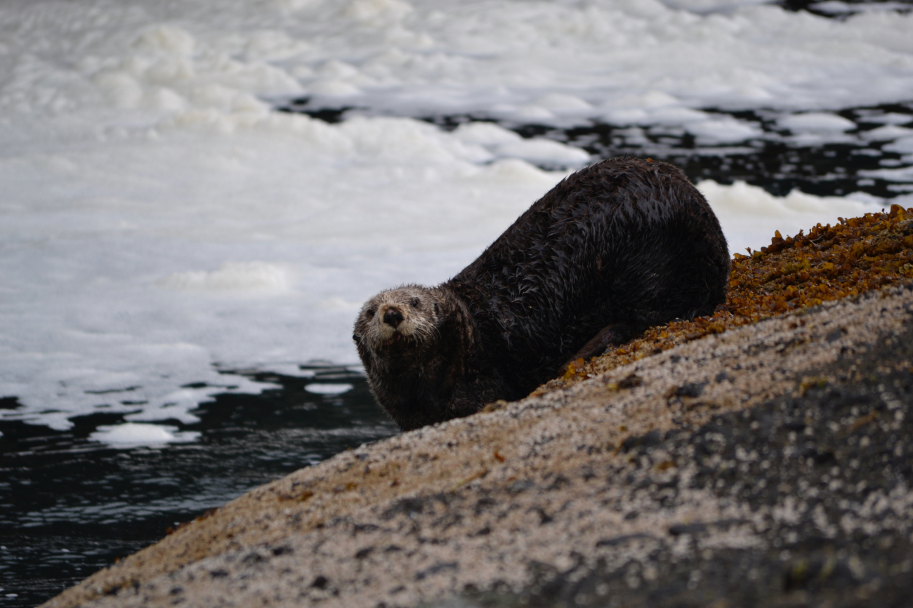 Sea otter out of water at Tatoosh Island