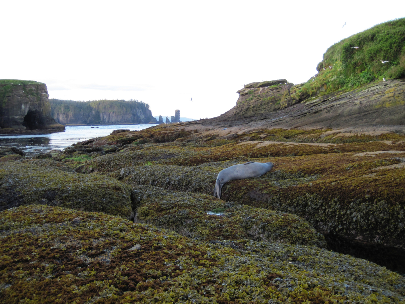 Sea lion at low tide on algae covered ledges