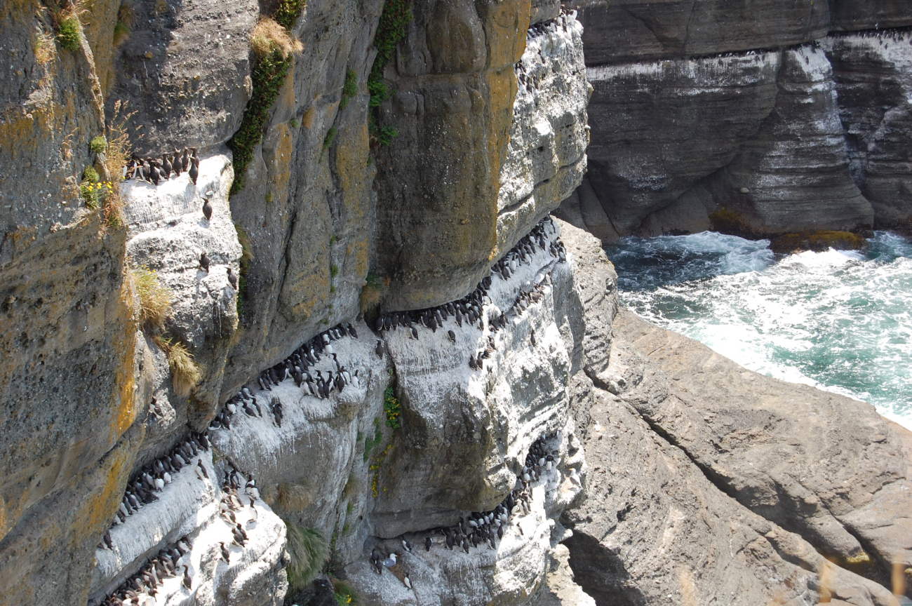 Common murres on the cliffs of Tatoosh Island