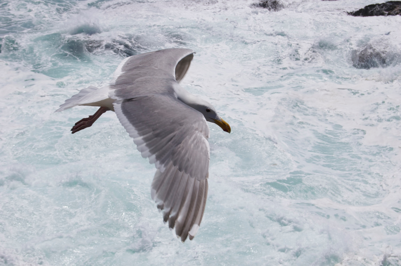 Remarkable shot from above of a glaucous gull flying over a foamy roughsea surface