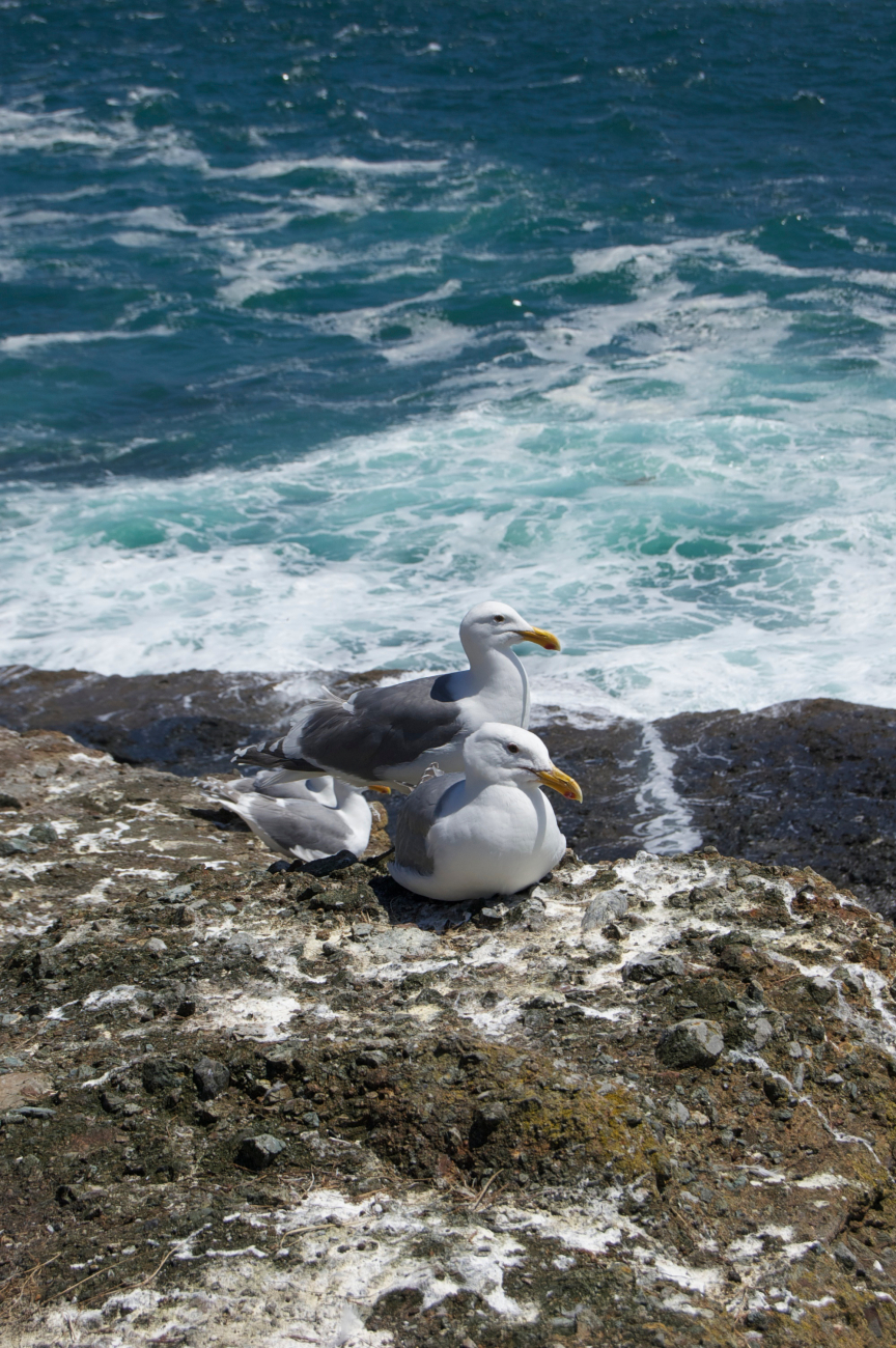Glaucous gulls at the edge of a cliff