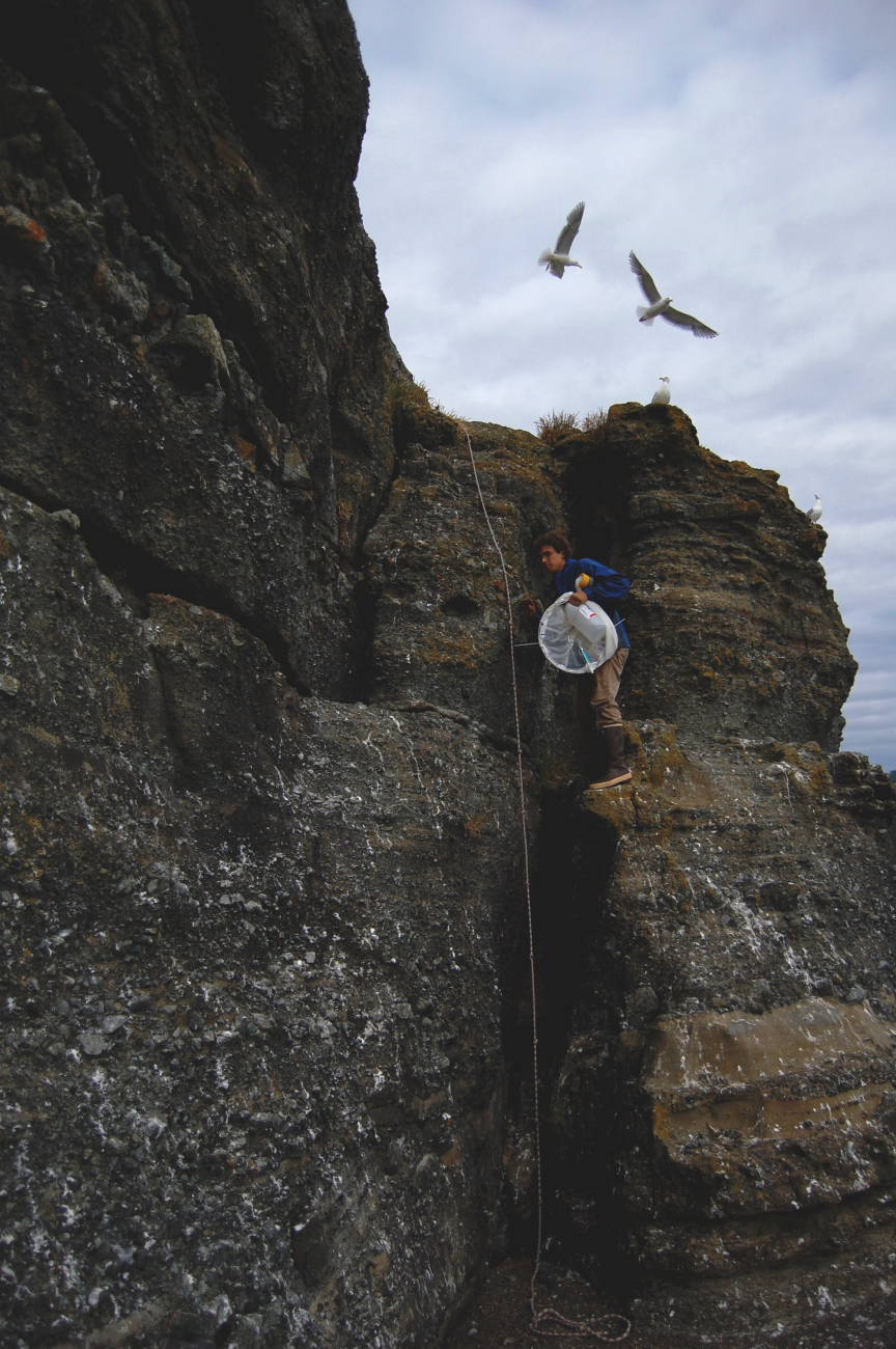 Homo sapiens ornithologist on cliff on Tatoosh Island