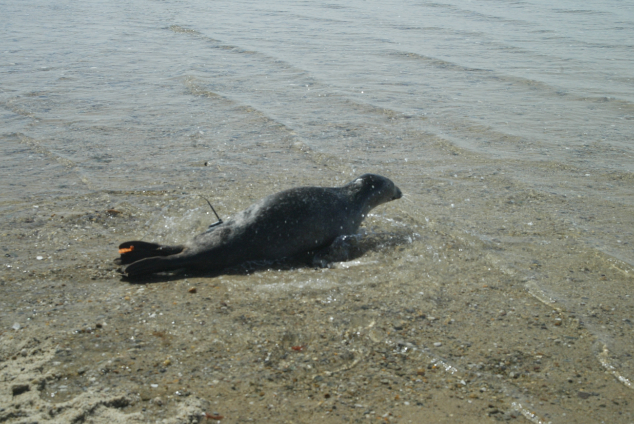 Harbor seal returning to the wild after being tagged and fit with a satellitetransmitter