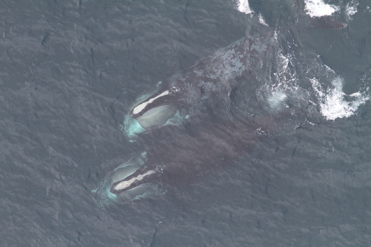 Right whale and calf feeding