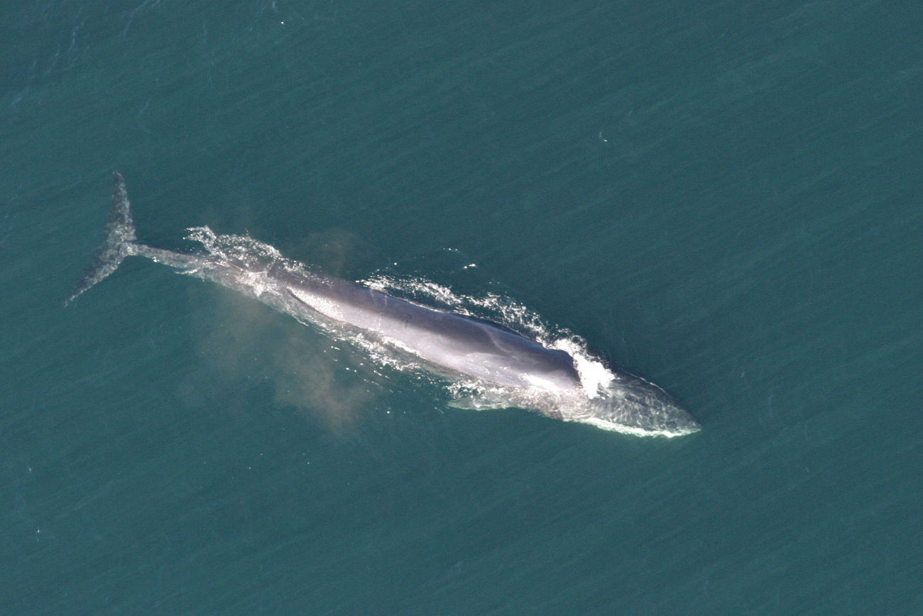 The long torpedo shaped body of a fin whale seen from above