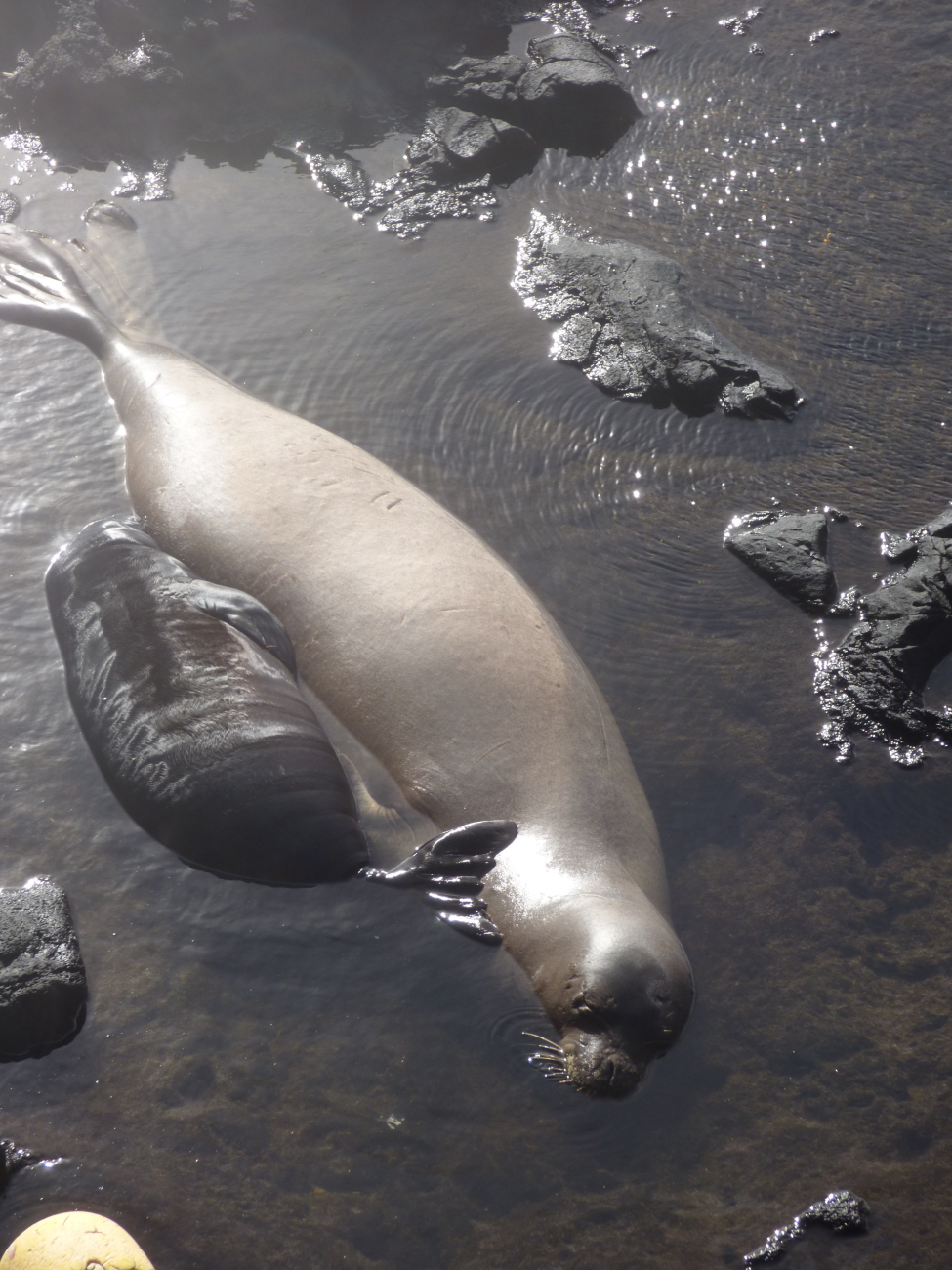 Mother and pup monk seals sleeping in the shallows at Mokumanamana Island