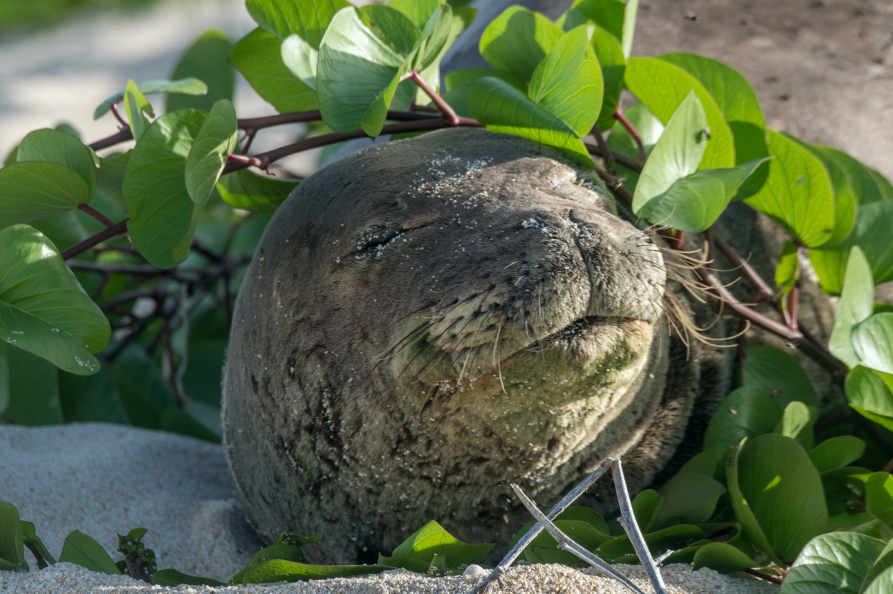 Monk seal wrapped in greenery