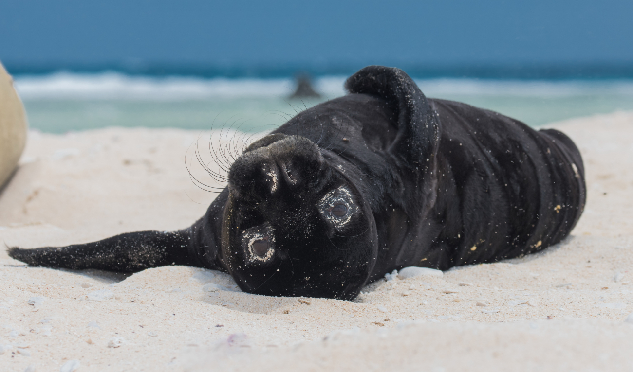 Monk seal pup taking it easy on the beach
