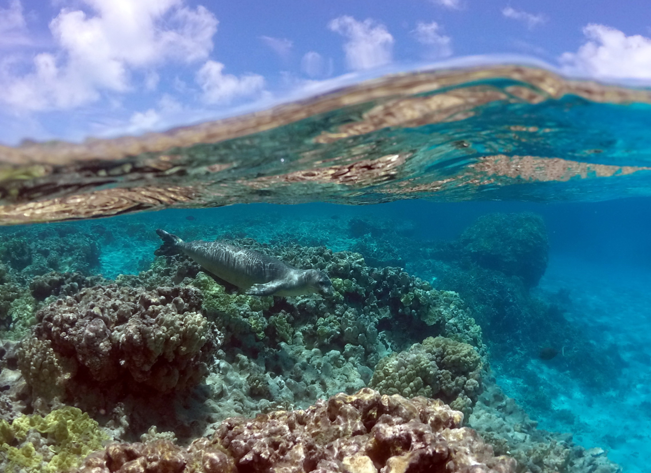 A magnificent photo of sea, swell, sky, and a monk seal swimming over acoral reef bottom